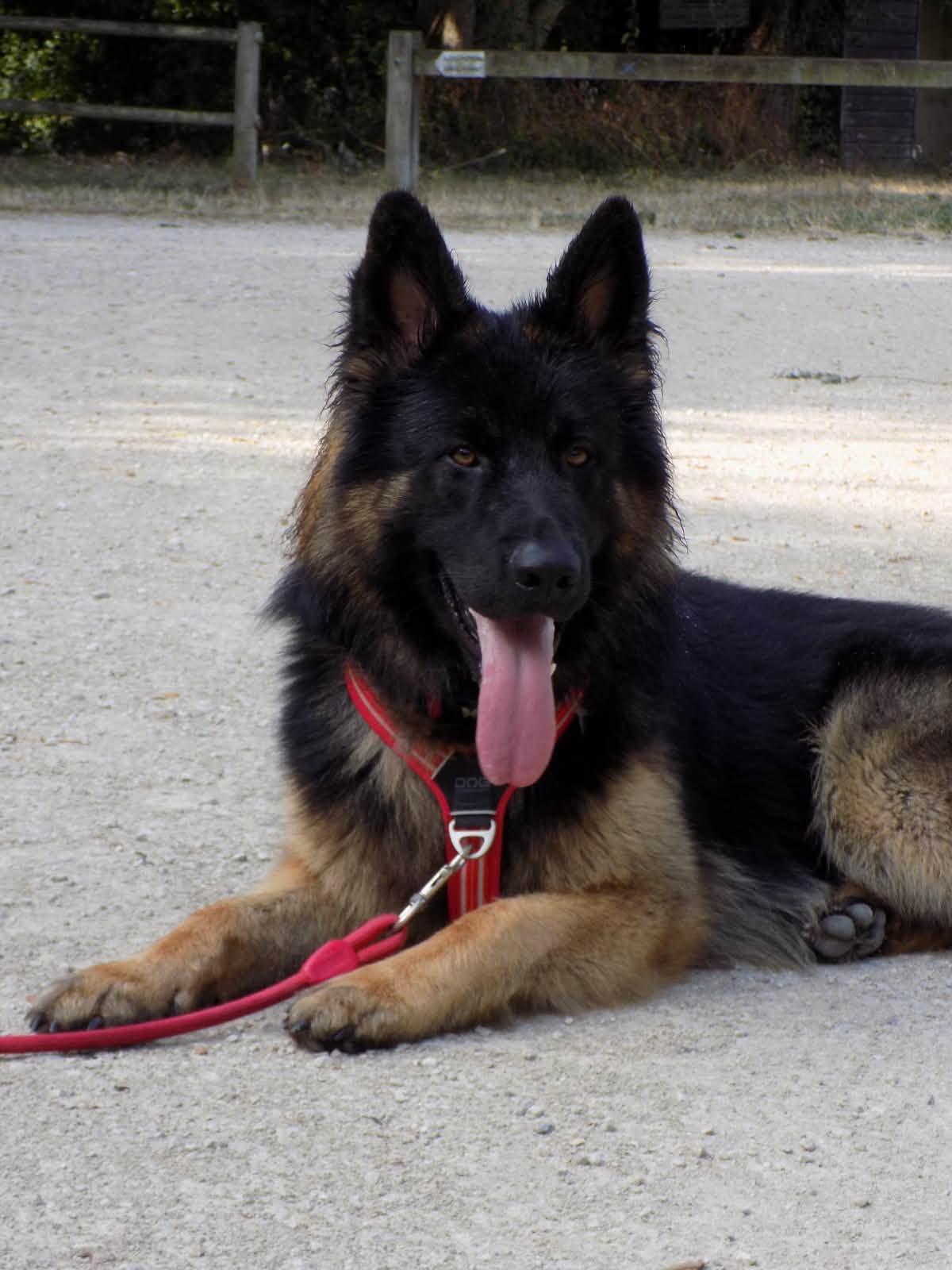 Aramis