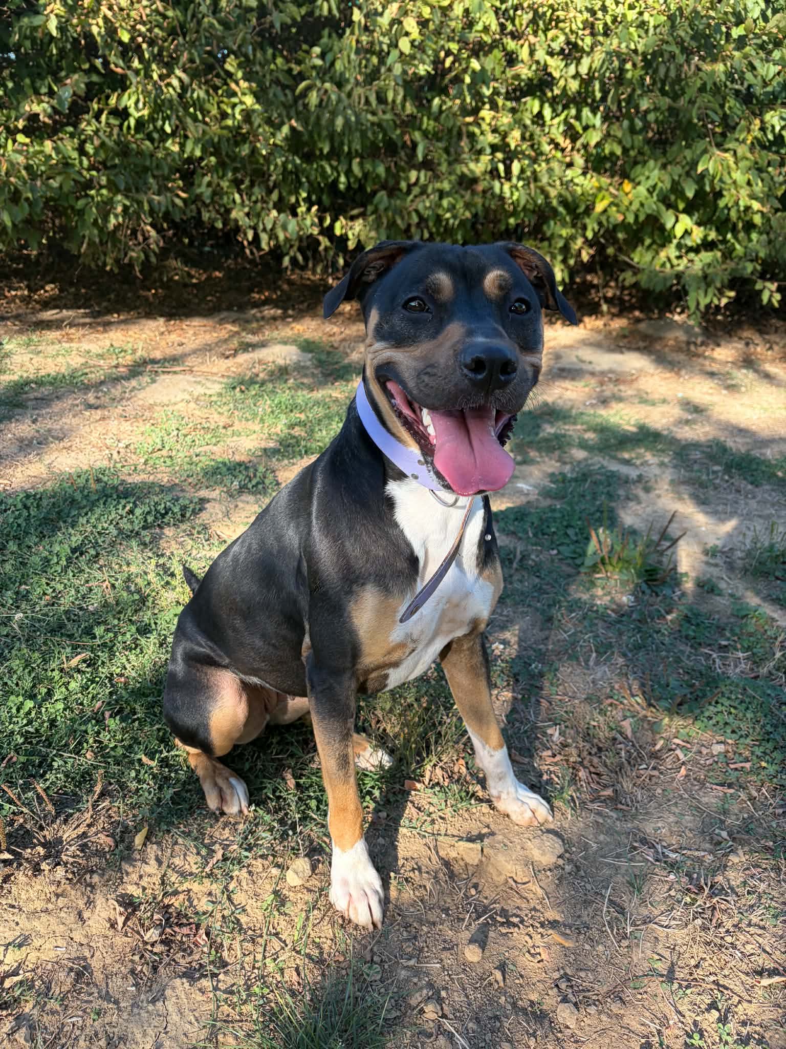 Naya