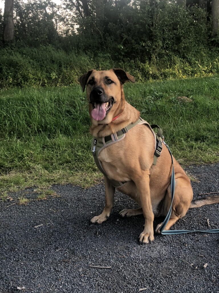 Chien Education canine