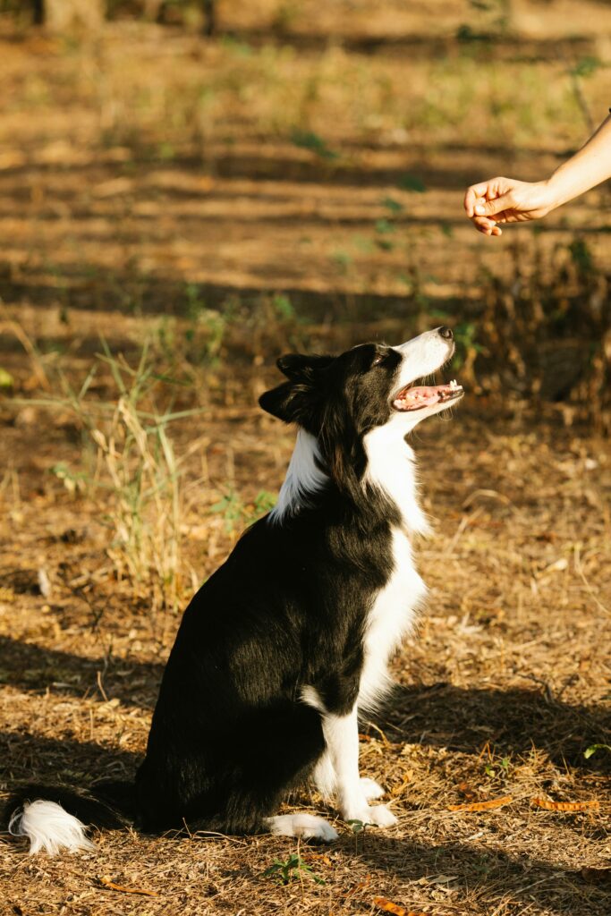 Education canine 