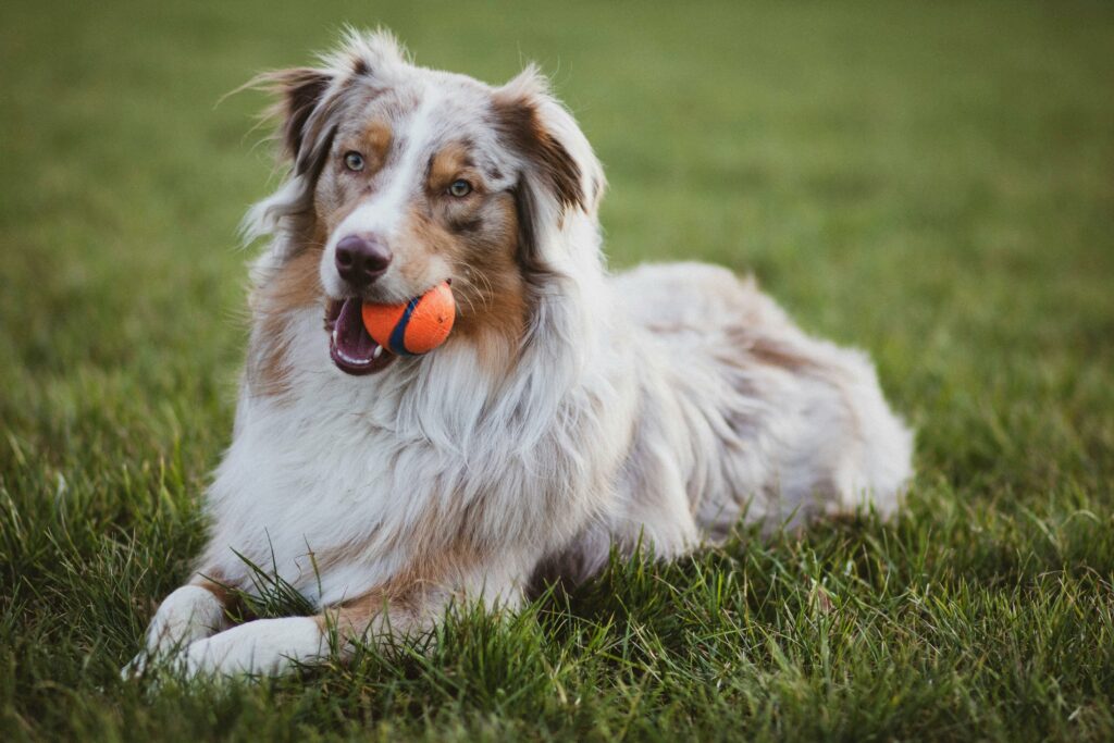 chien éducation canine