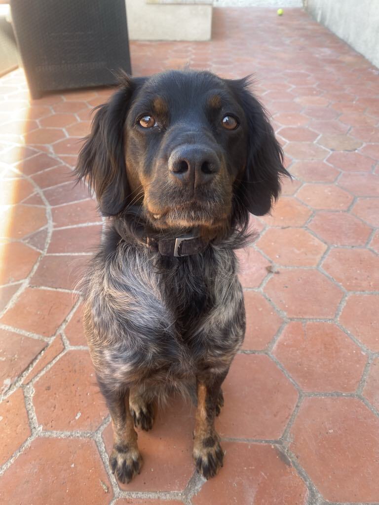 chien épagneul