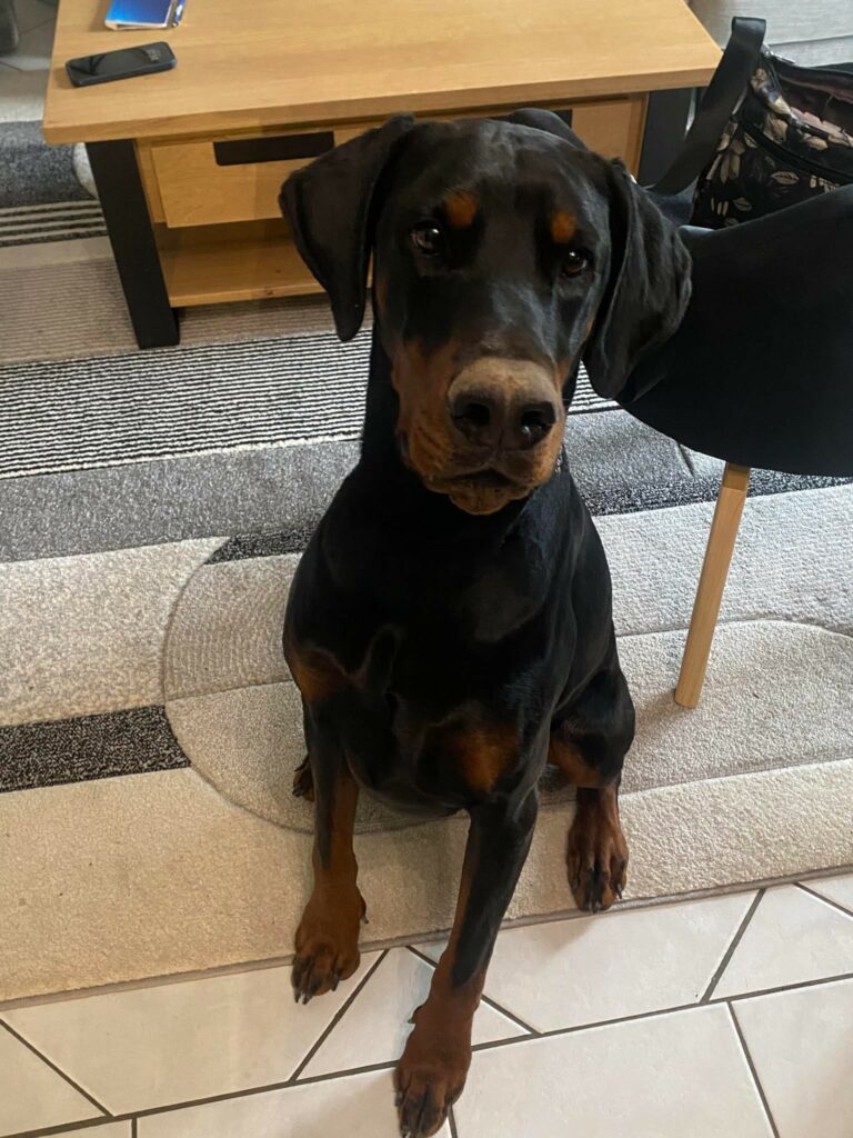 chien doberman