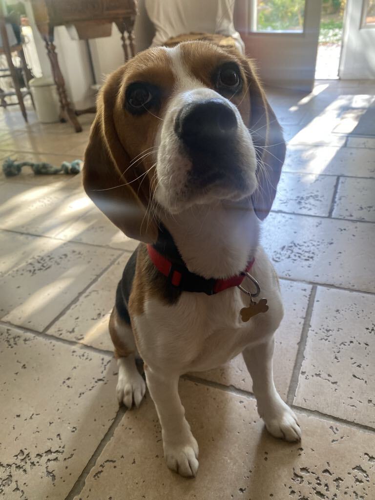 chien beagle