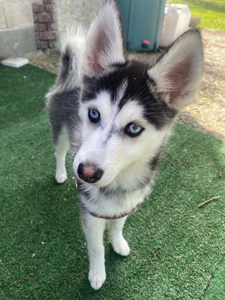 chiot pomsky