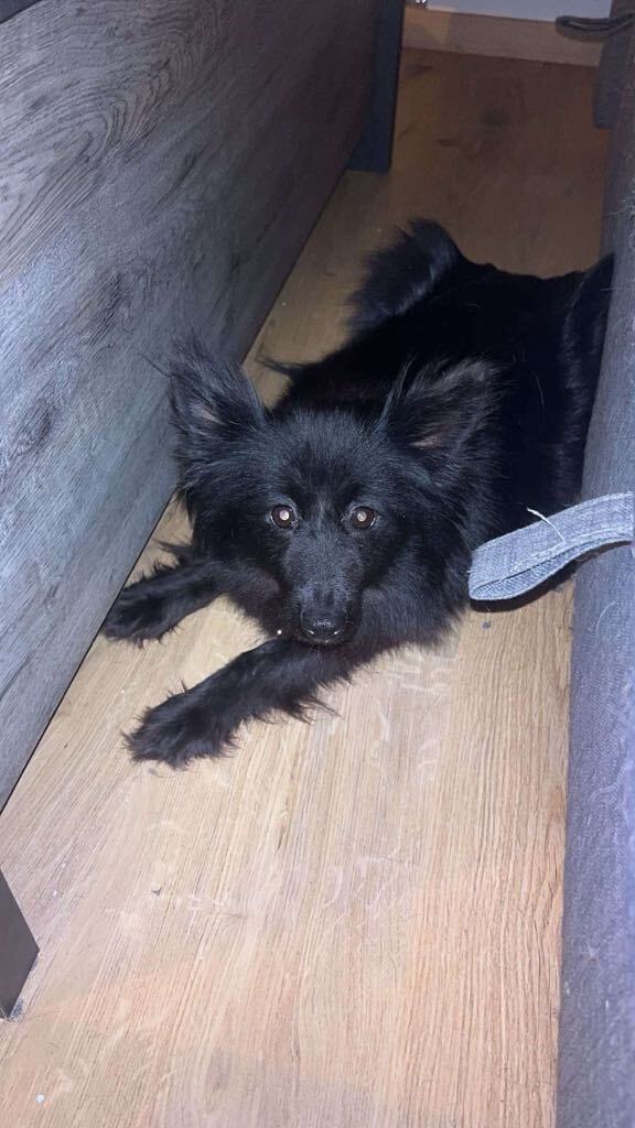 chien spitz