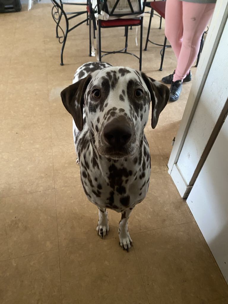 chien dalmatien