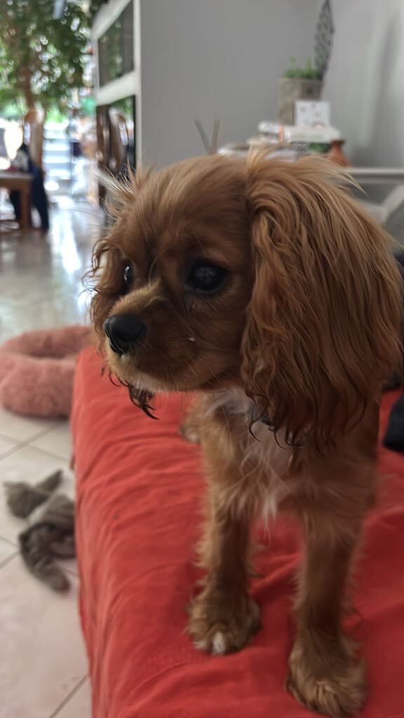 chiot