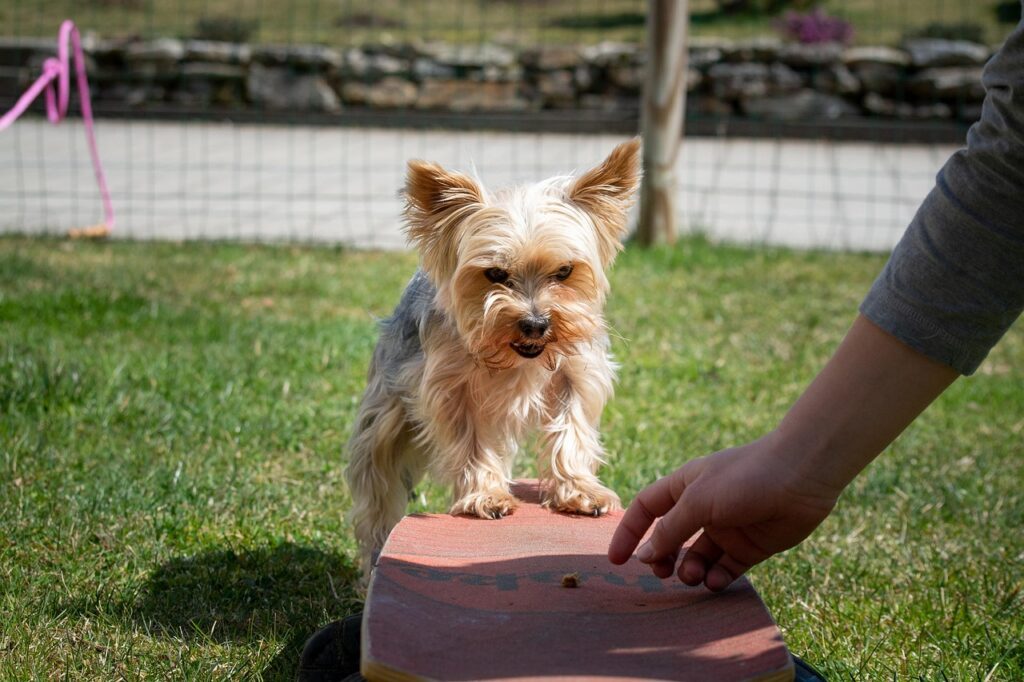 éducation positive chien