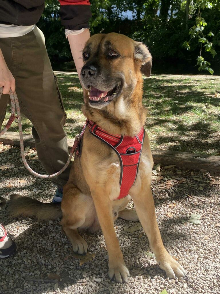 chien en éducation canine