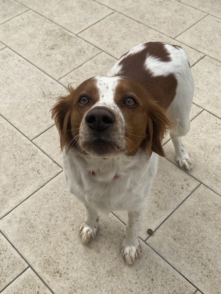 chien en éducation canine