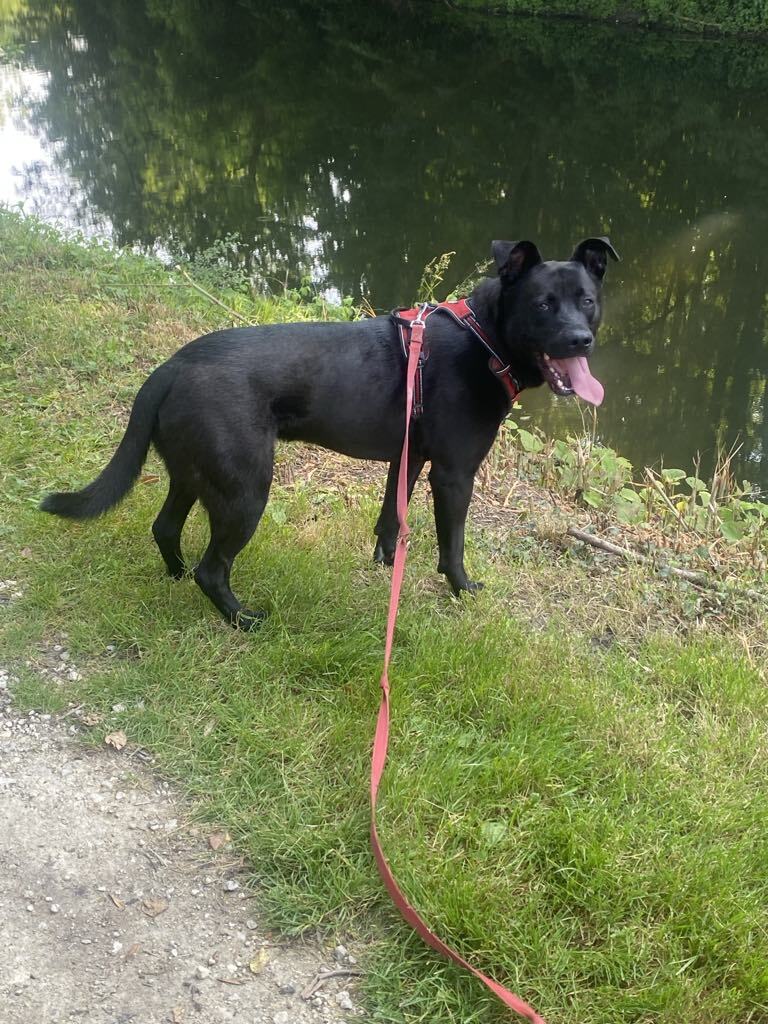 chien en éducation canine