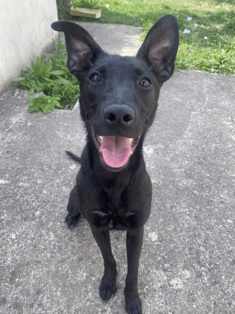 chien en éducation canine