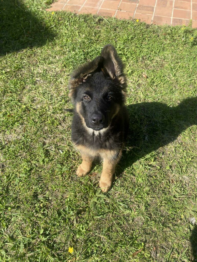 chien en éducation canine