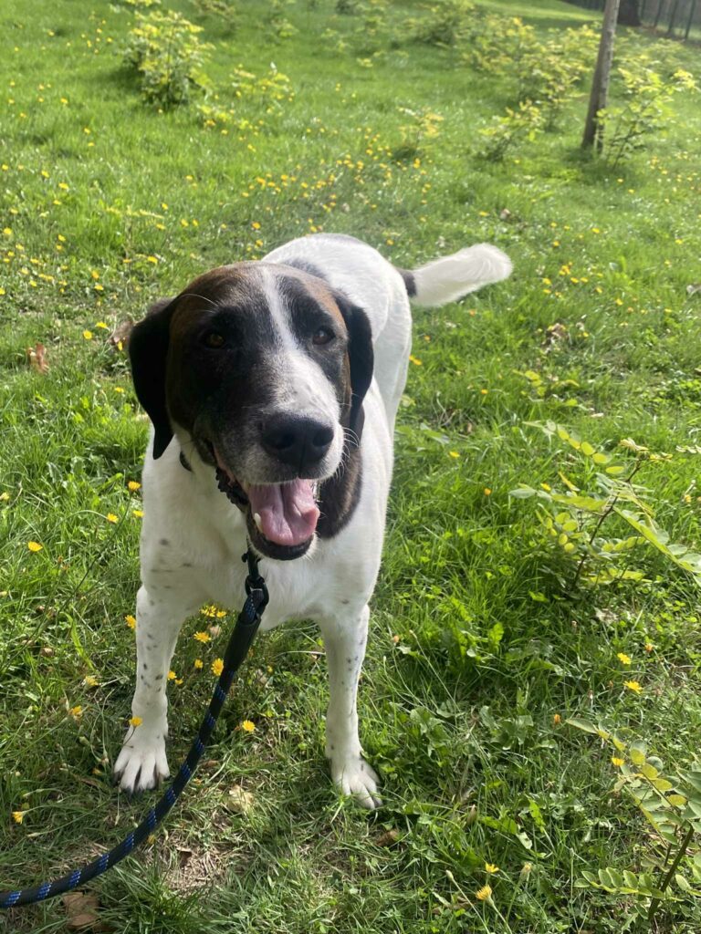 chien en éducation canine