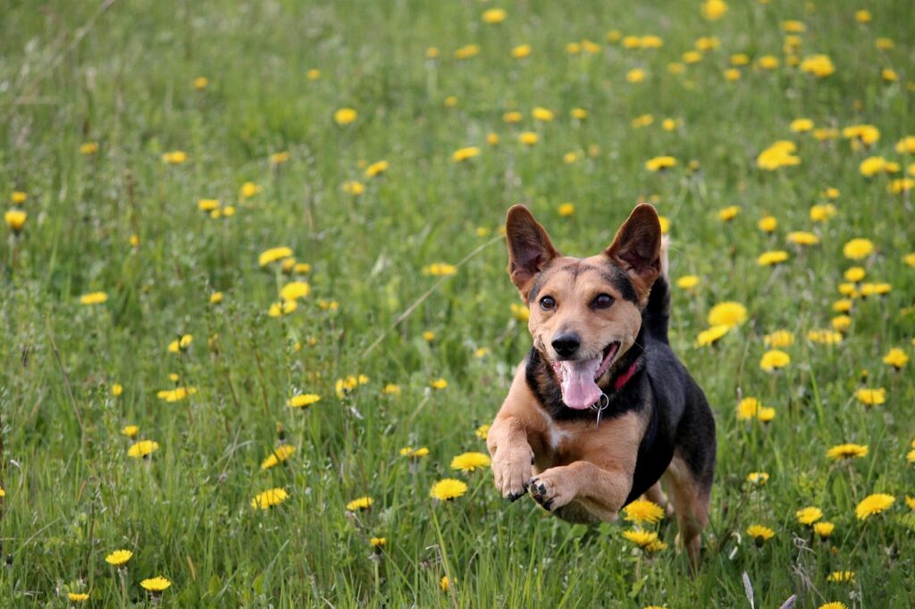 chien apprentissage rappel