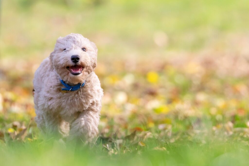 éducation positive chien